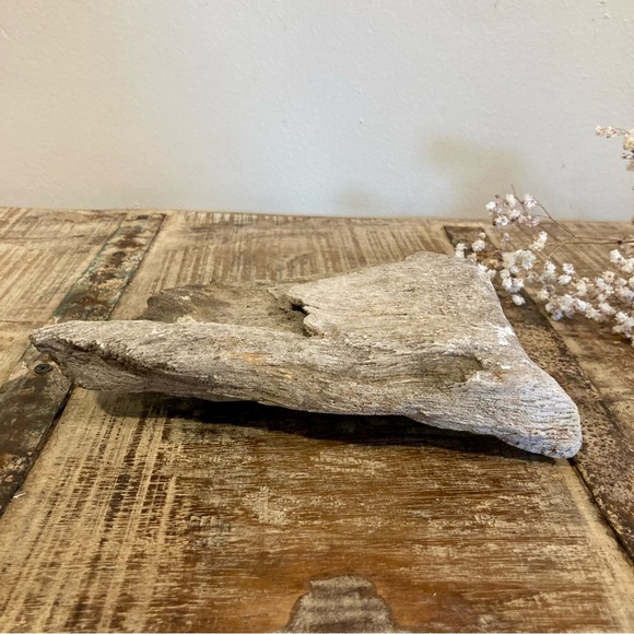 Coral Fossil Chunk 2lbs 8oz Light Grey Color Neutral Decor - Picture 9 of 13